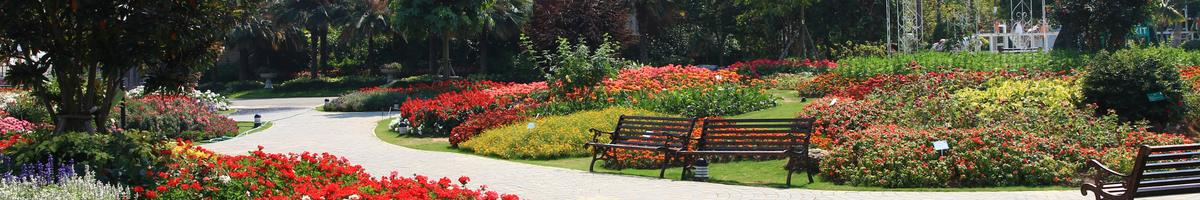 Dal verde scolastico al verde urbano – proposta di 10 microforeste nell’Agro-Nocerino-Sarnese